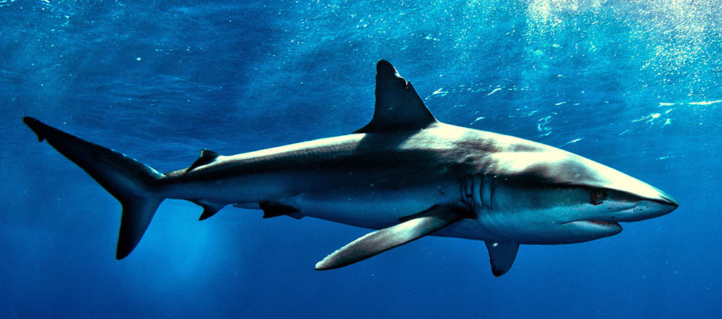 Справочный центр ВОПРОСЫ ОБ ИГРОВОМ ПРОЦЕССЕ — Hungry Shark Evolution
